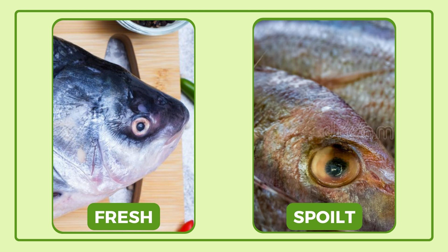 How to identify fish spoilage? – Vridhi Techno Farms Pvt Ltd