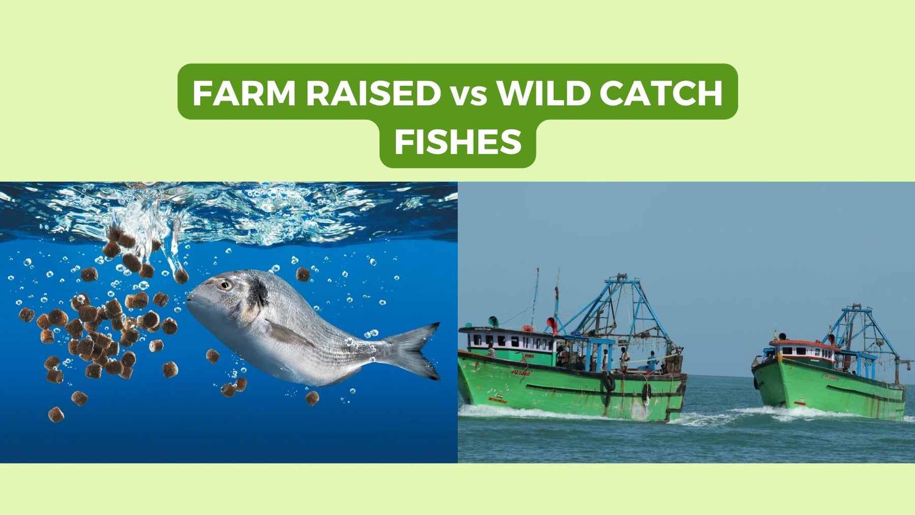 Difference between Farm-raised & Wild-catch Fishes