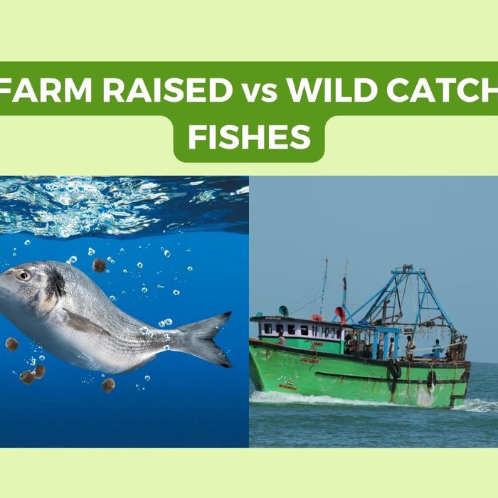 Difference between Farm-raised & Wild-catch Fishes