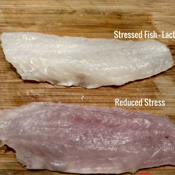 What is Lactic Acid and Why is it Important for Fish Quality?