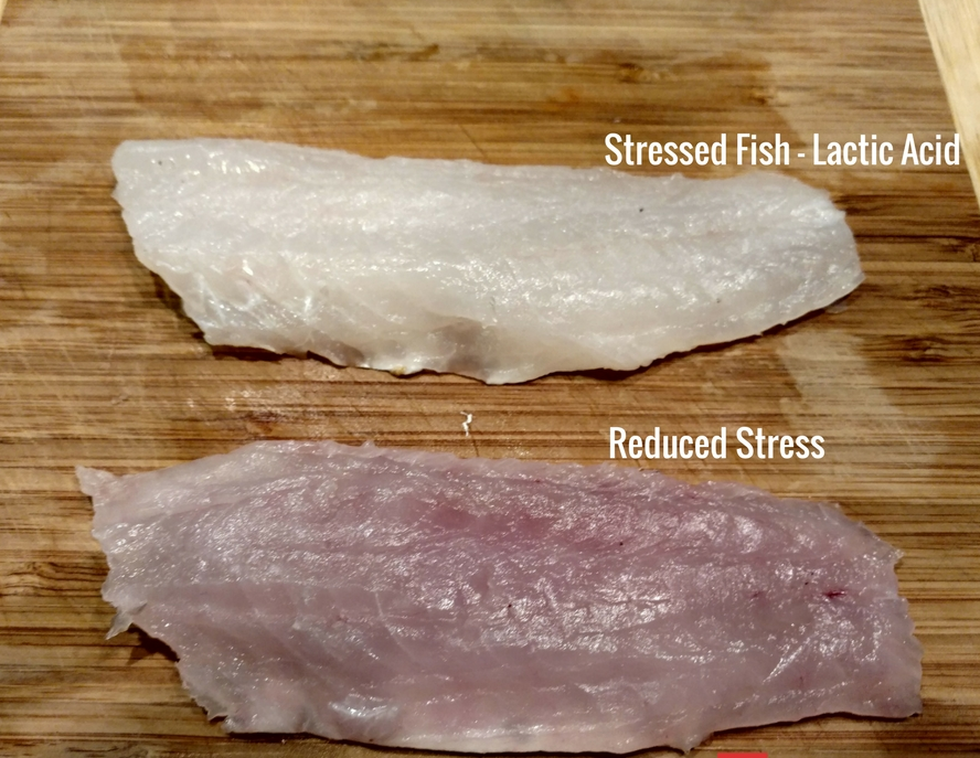 What is Lactic Acid and Why is it Important for Fish Quality?