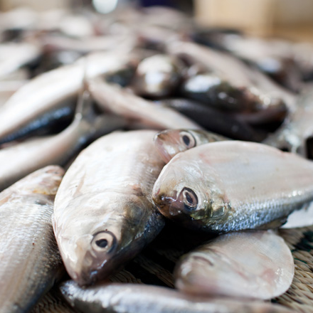 Fresh & Safe Fish: More Than Just Freshness