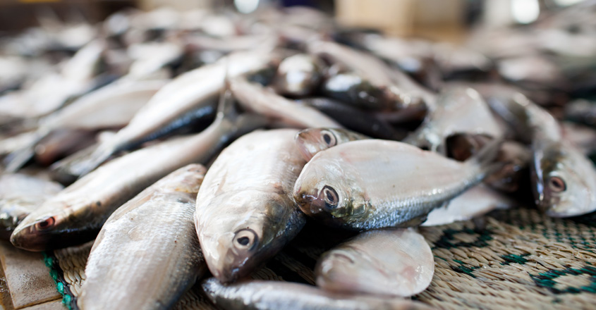Fresh & Safe Fish: More Than Just Freshness