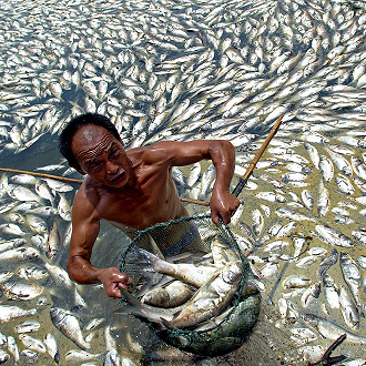 Fish Farming a growing Industry and Its Challenges due to Pollution