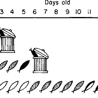 How are fishes stored after harvesting?