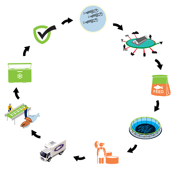 VTF's Traceable Food Chain that provides Extra Grade Nutrient Rich Fish Products?