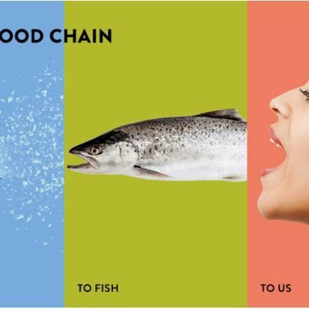 Fish I Consume, does it have Microplastics in it ? Plastic Pollution a New Challenge