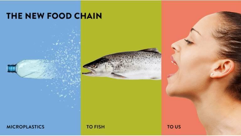 Fish I Consume, does it have Microplastics in it ? Plastic Pollution a New Challenge