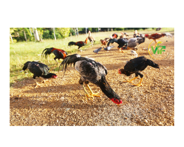 Aseel Native Eggs (12 Nos) (Fast Delivery Product)