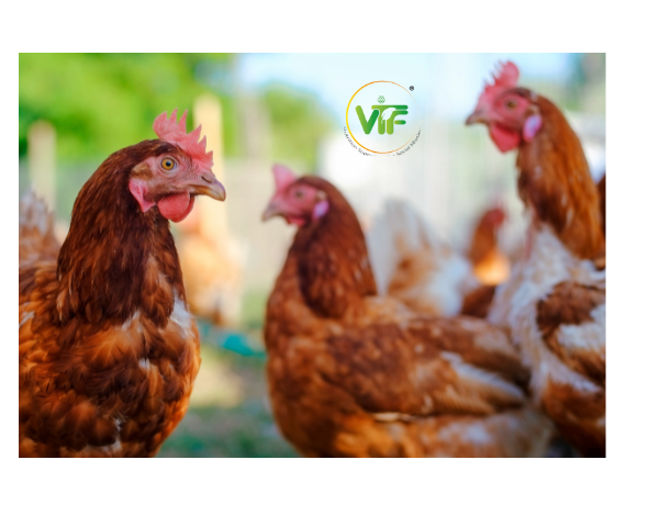 Aseel Native Eggs (6 Nos) (Fast Delivery Product)